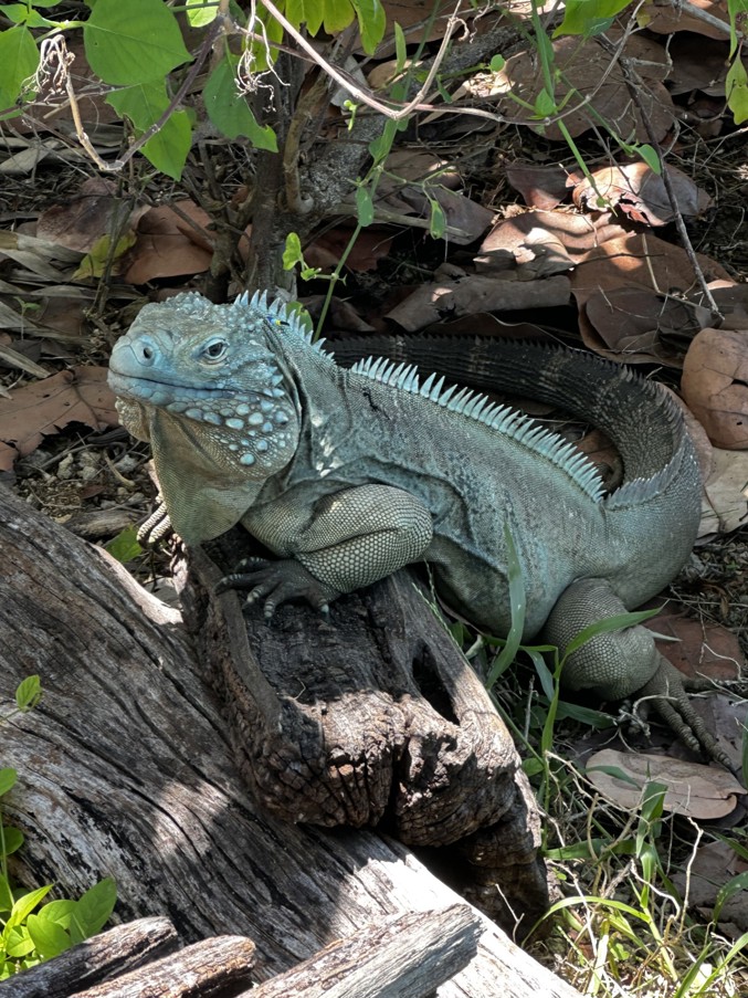 A light blue-skinned iguana sits in the dappled light on top of a log