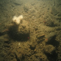 3. Close-up of the seabed at Farnes East MCZ, showing subtidal mixed sediment habitat with sea spider on a Dead Man's Finger soft coral (Alcyonium digitatum). Image by JNCC/Cefas