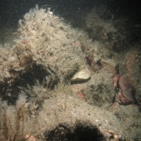 7. Close-up of the seabed at Farnes East MCZ showing crab (Cancer pagurus), brittlestars (Ophiothrix) and epifauna on moderate energy circalittoral rock. Image by JNCC and Cefas.