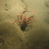 8. Close-up of the seabed at Farnes East MCZ showing squat lobster (Munida sp.) on rippled sand. Image by JNCC/Cefas