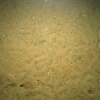 6. Close-up of the seabed at Fulmar MCZ showing sand with empty shells and shell fragments. Image provided by JNCC/Cefas.