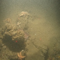 Sabellaria spinulosa reef with a common starfish, edible crab and hornwrack surrounded by sand and shell fragments in North Norfolk Sandbanks and Saturn Reef SAC. 
