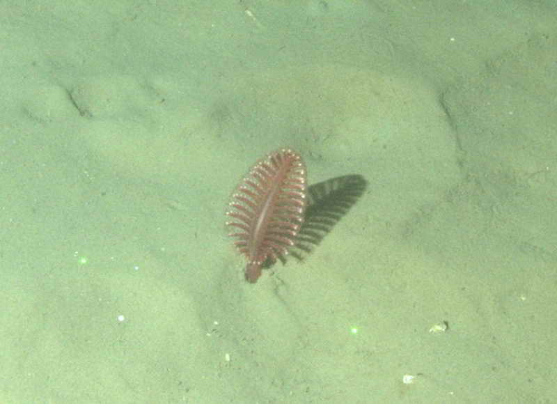 Blog_pic_seapen.jpg