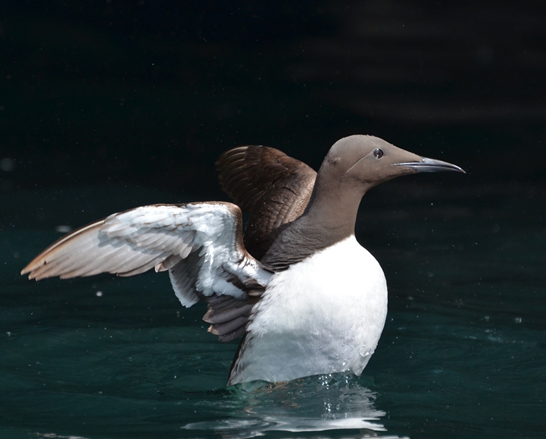 seabird_MarkLewis.jpg