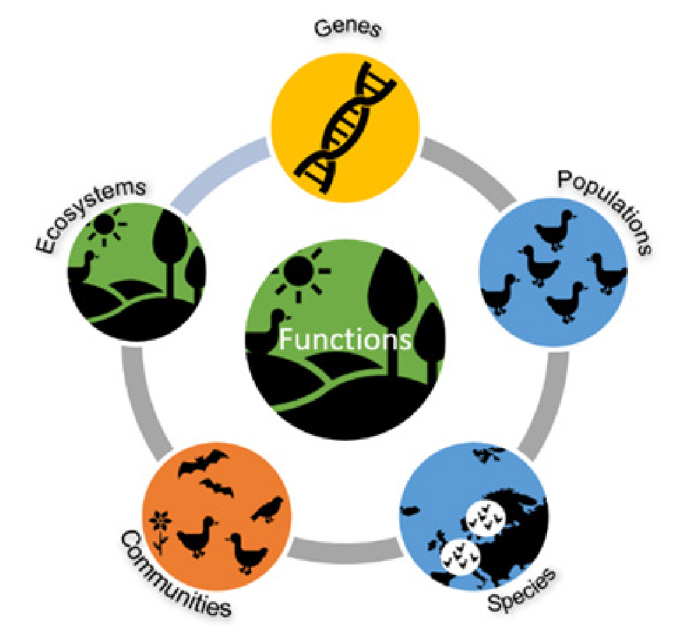 TerrestrialBiodiversityStrat_infographic.jpg
