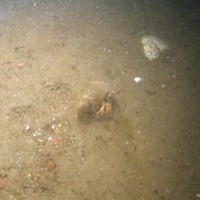 Close-up of the seabed at Markham's Triangle MCZ, showing a hermit crab (Pagurus bernhardus) on sand with shell and gravel