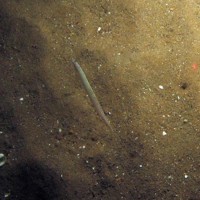 Close-up of the seabed at Markham's Triangle MCZ, showing a sand eel (Ammodytidae) swimming over rippled sand with shell fragments