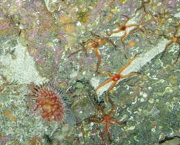 The BIG PICTURE II: Benthic Imagery Workshop 2021