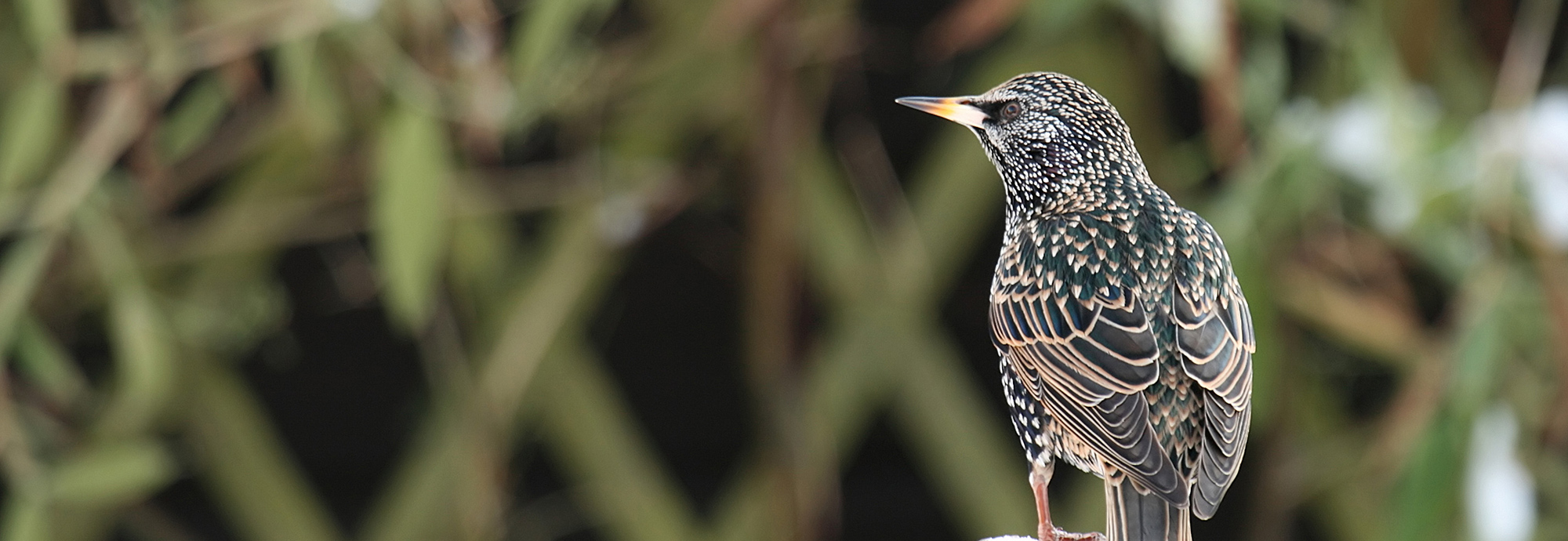 JNCC Bulletin January 2021