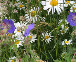 variety of flowers in a meadow  © Wendy Dalton