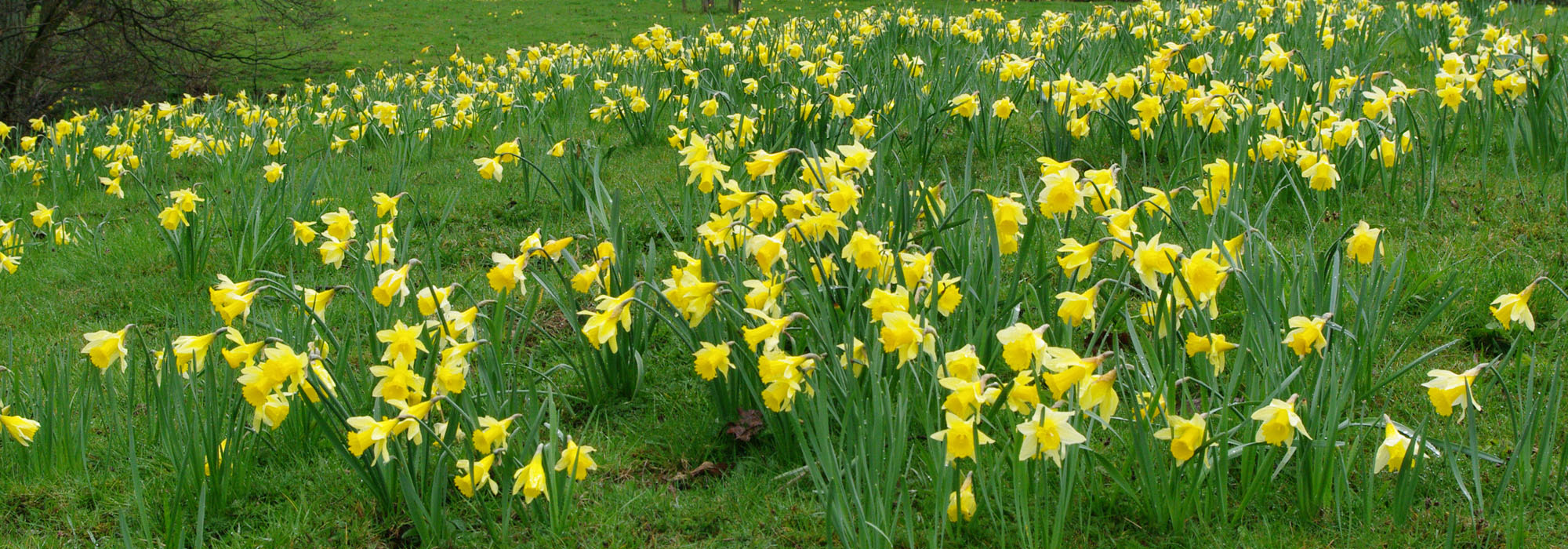 field of daffodils © James Williams 