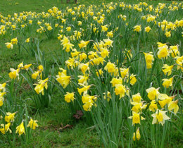 field of daffodils © James Williams 