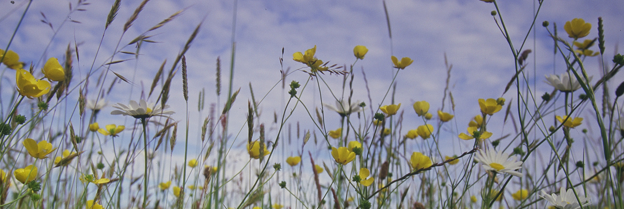 Celebrating JNCC's inspirational women on International Women's Day
