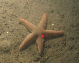 © Cefas/JNCC 2012