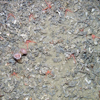 Squat lobsters (Munida) on the seabed at East Rockall Bank SAC (© JNCC)