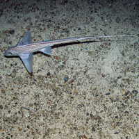 Rabbitfish (Chimaera monstrosa) and pencil urchin (Cidaris) on the seabed at East Rockall Bank SAC © JNCC