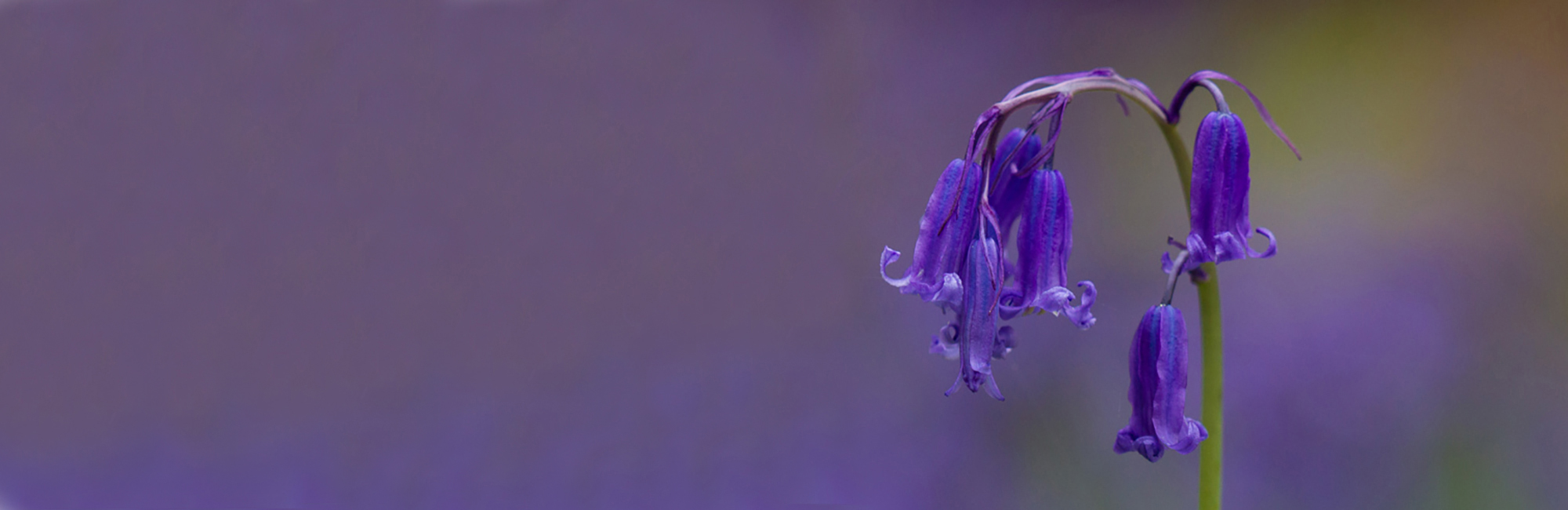 JNCC Bulletin May 2021