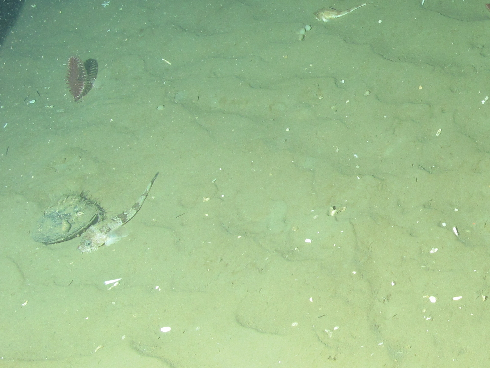 4. Ocean quahog (Arctica islandica) and gurnard (Triglidae) on offshore subtidal sands and gravels. Image provided by JNCC/Marine Scotland Science.