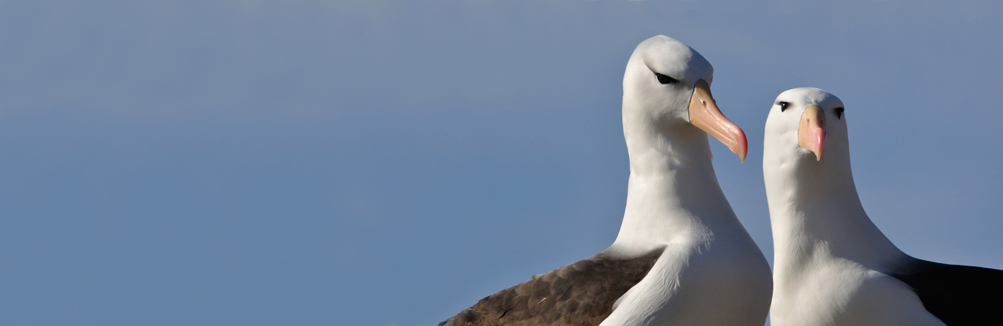 Terrestrial Protected Areas for South Georgia and the South Sandwich Islands