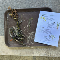 Seagrass ID Guide ©Holly Baigent