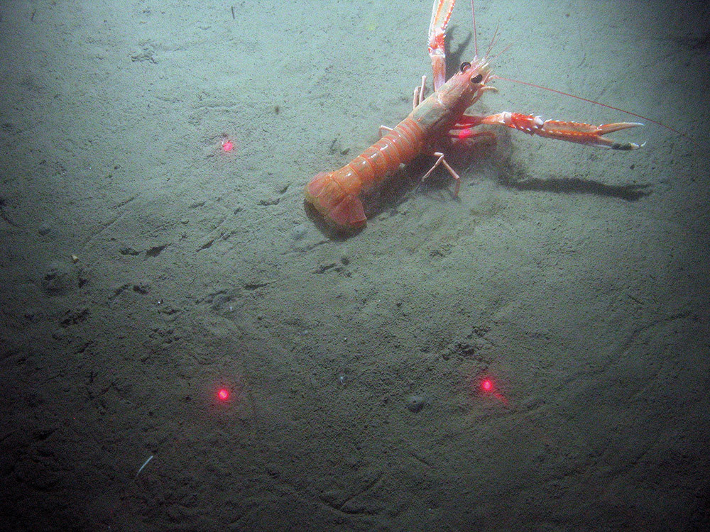seabed