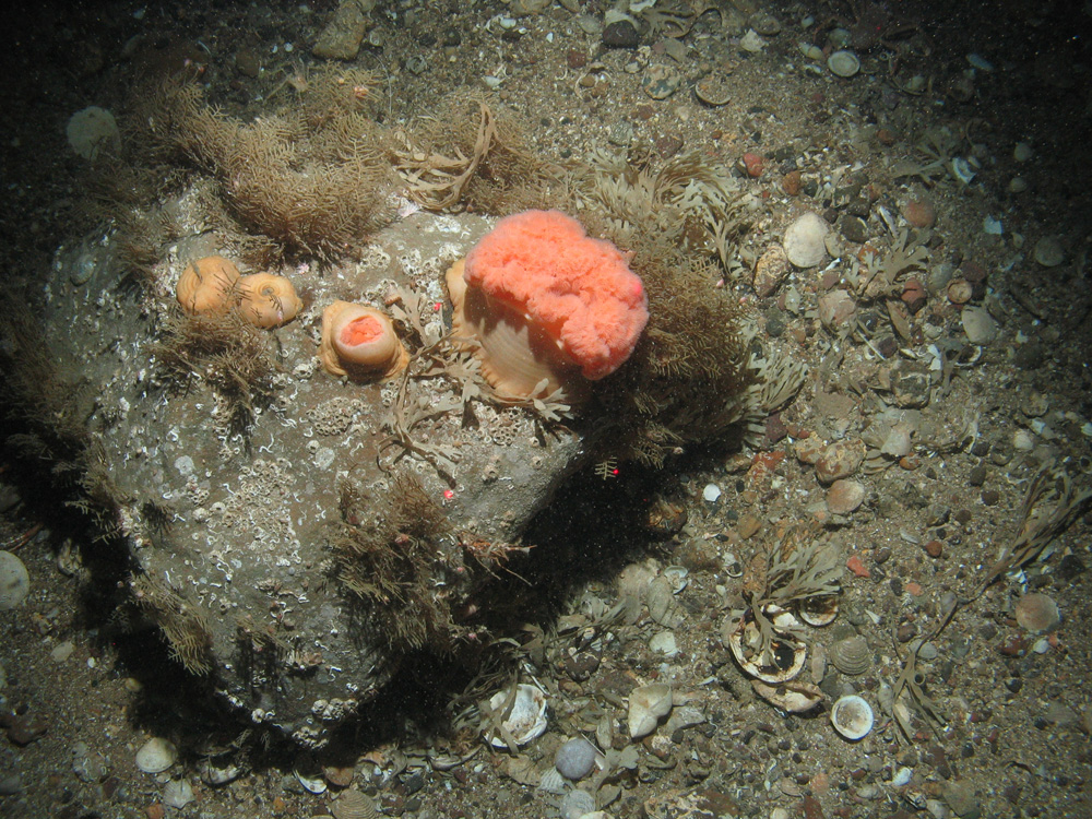 Anemones on boulder