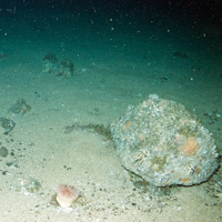 Branched calcareous bryozoa (Cheilostomata) and other encrusting fauna on boulder on sediment (including a sea anemone)