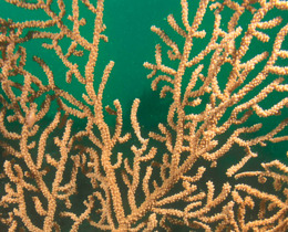 Welsh MPA Network Completion project launched