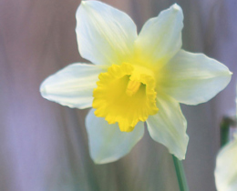 two daffodil heads