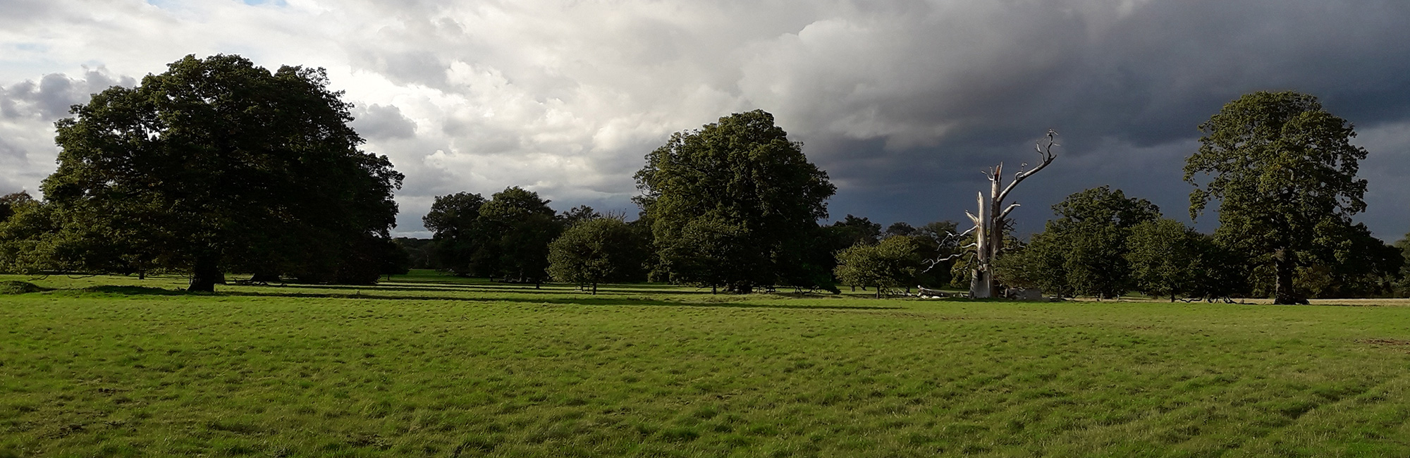 JNCC responds to the Nature Recovery Green Paper consultation