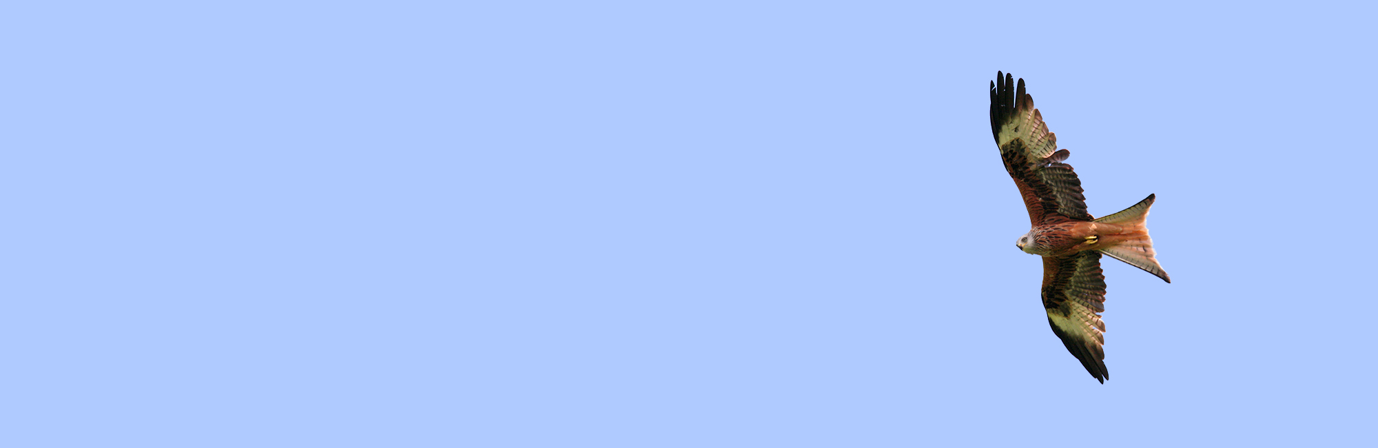  New bird monitoring partnership agreement