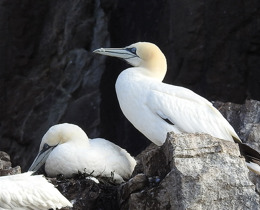 adult gannets on rocks ©Daisy Burnell/JNCC
