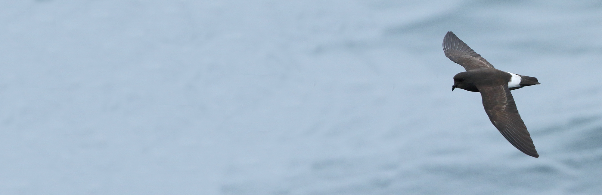 Seabird and renewables project extended: OWSMRF Phase 3