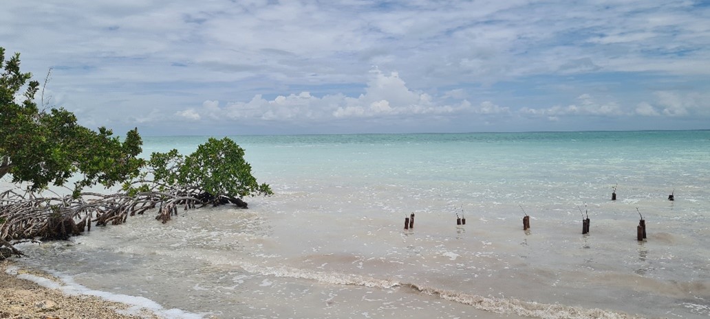 Mangroves_Sarah Blanchard