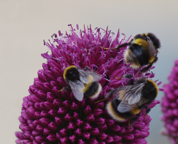 Together for Nature – for nature, people and the planet