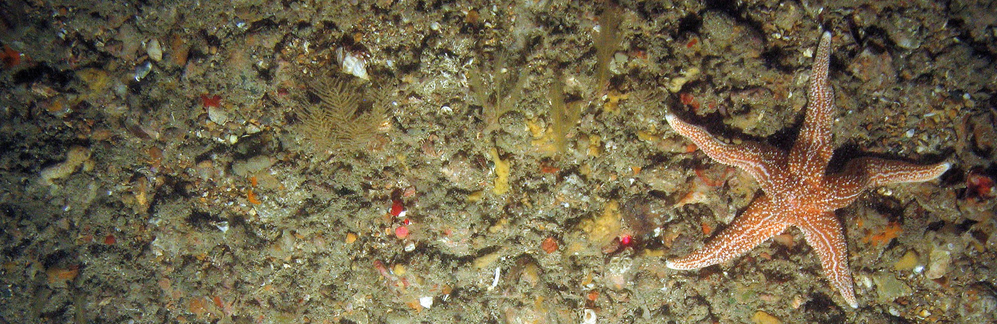 alt text - Common starfish (Asterias rubens) and a variety of hydroids, bryozoa and sponges on mixed substrata
