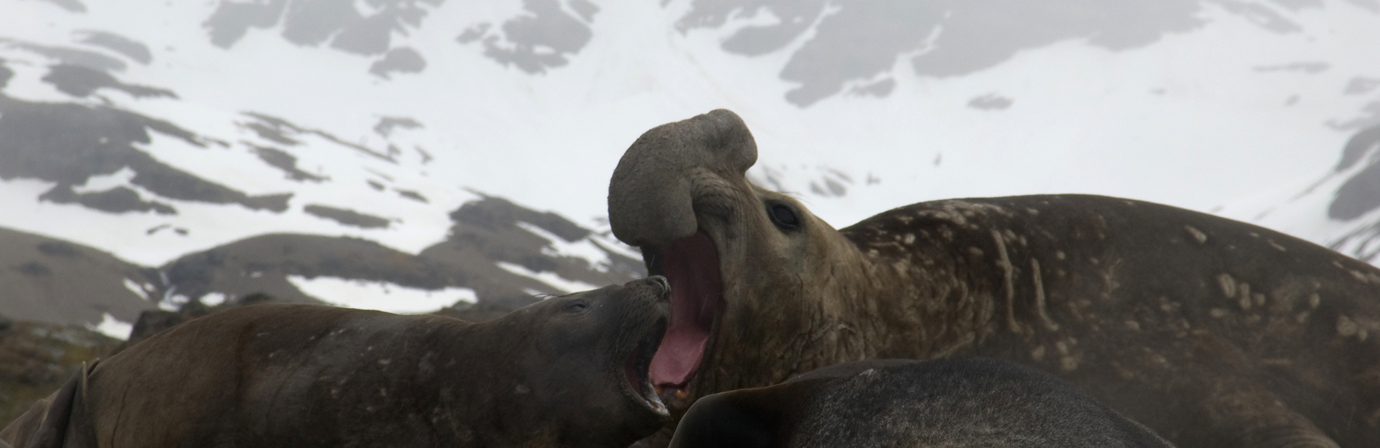 Pathway to Protection for South Georgia and the South Sandwich Islands