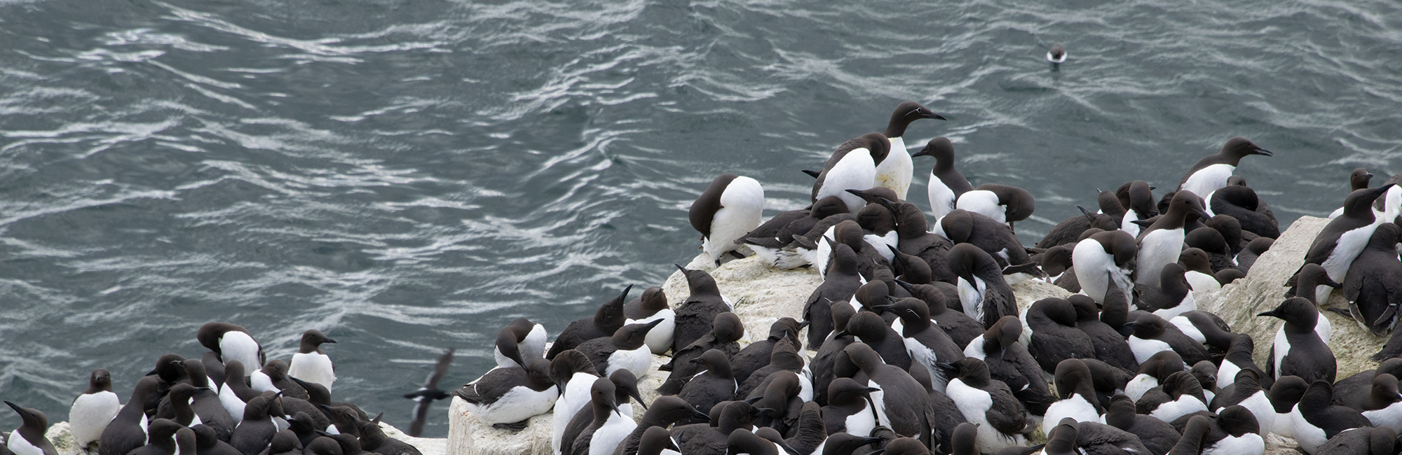 Seabirds Count shortlisted for RSPB Nature of Scotland Award