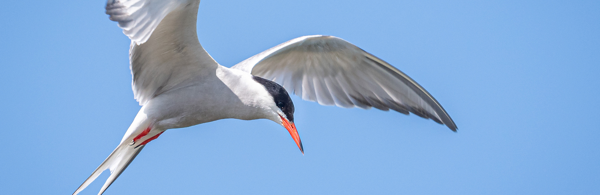 Major UN report on climate change and migratory species published