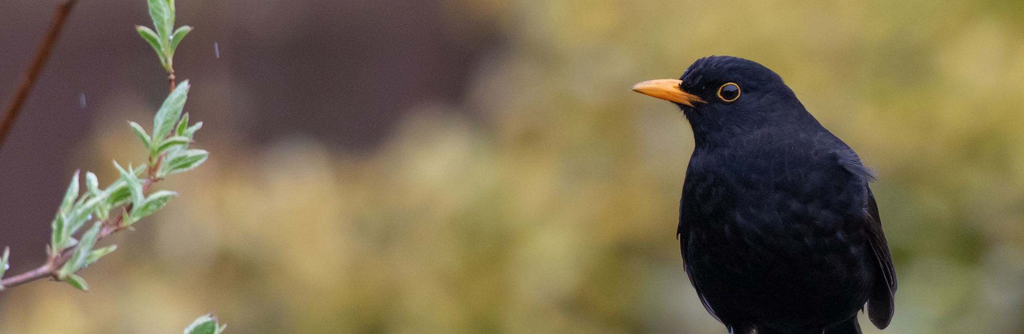 New reports explore approaches to biodiversity monitoring