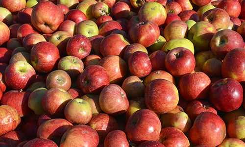 Photograph of a a pile of red and green apples. Image courtesy of pixabay