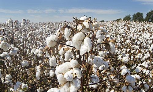 Photograph of cotton plants in a field. Image courtesy of pixabay