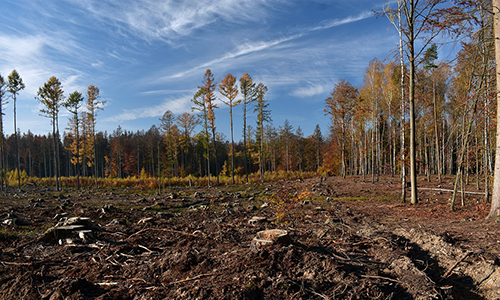 Photograph of a landscape with a number of felled trees. Image courtesy of pixabay