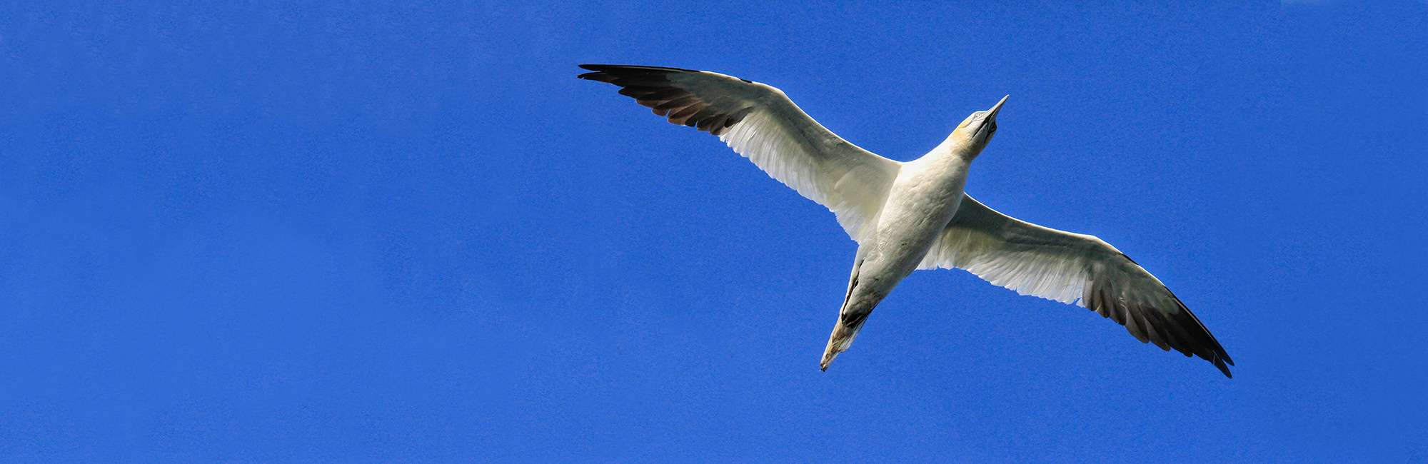 New guidance helps assess risk to seabirds from offshore wind turbine collision
