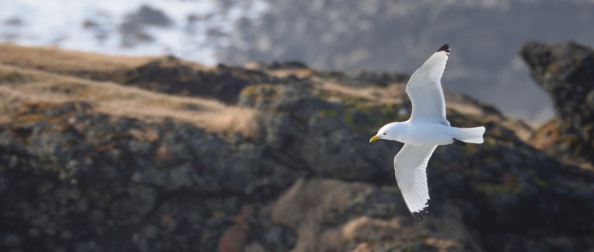 International action plan aims to halt decline of marine birds in North-East Atlantic