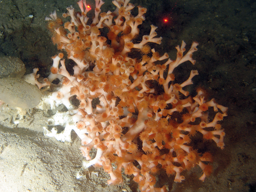 Picture of Coral