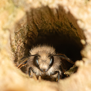 Bee © Clark Warren