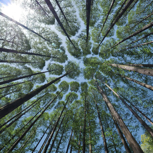 Tree canopy © Pixabay