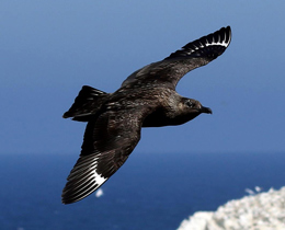 Protecting Scottish seabirds consultation launched