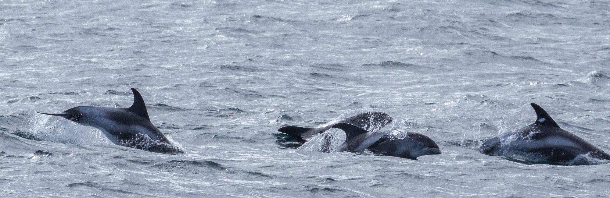Dolphins off the coast of Isle of Lewis - Scotland (C) Coultham istock